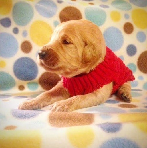 puppy in sweater